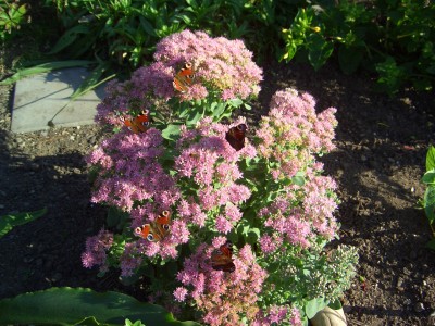 Malter 27.09.09 022.jpg