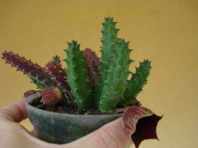 Huernia Aspera.jpg