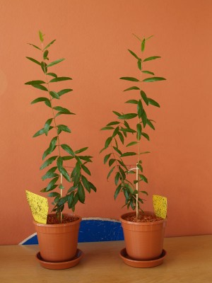 granatapfel_verzweigt.jpg