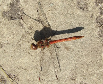 26.09.2009 päuschen.jpg