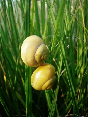 26.09.2009 schneckenpärchen.jpg