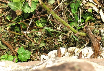 29.09.2009 familie eidechs geniesst die sonne.jpg