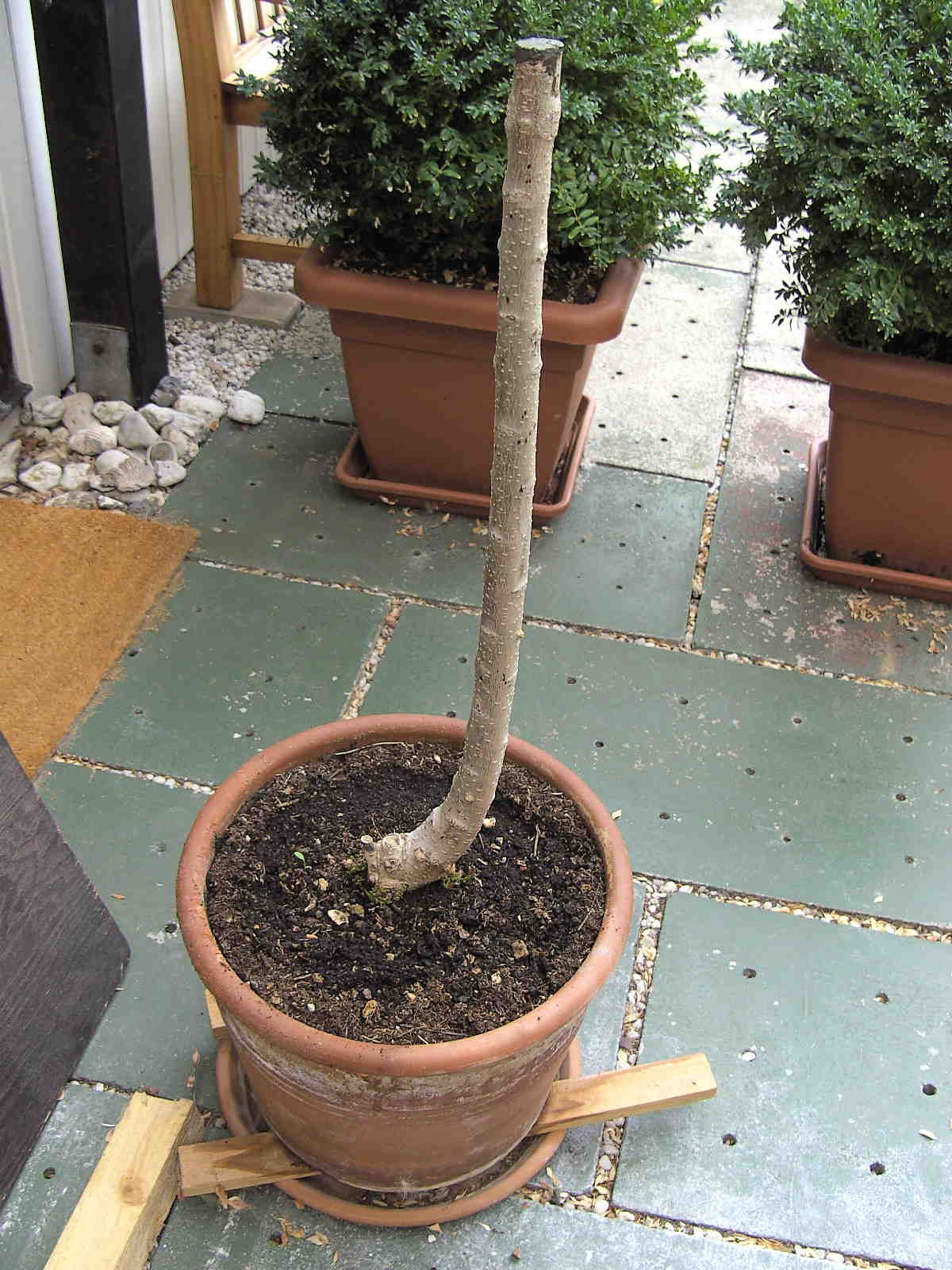 Hilfe mein Liguster will nicht mehr  Pflegen & Schneiden & Veredeln   GREEN24 Pflanzen & Garten Forum
