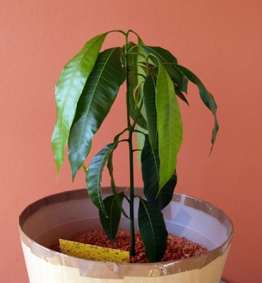 mango_1.jpg