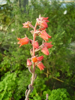 Echeveria (8).JPG