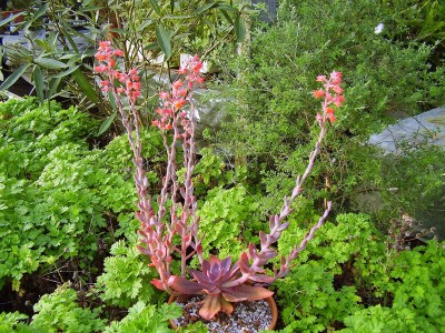 Echeveria (7).JPG