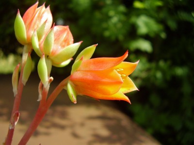 Echeveria ´Laubfrosch´ (8).JPG