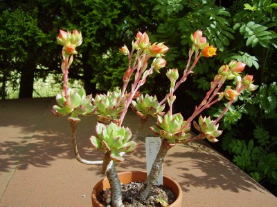 Echeveria ´Laubfrosch´ (9).JPG