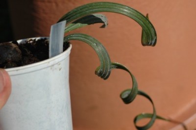 bismarckia nobilis.jpg