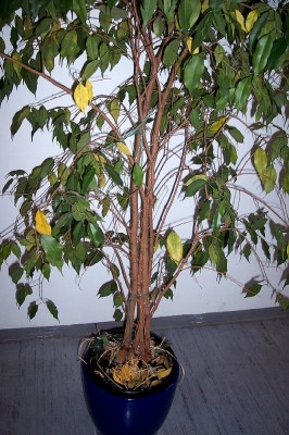 100_0402a.jpg