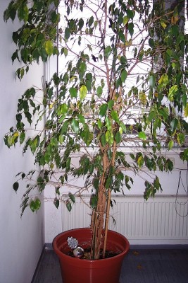 100_0401a.jpg