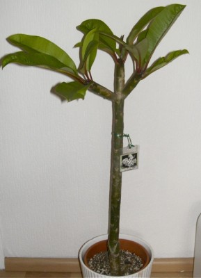 Plumeria.jpg