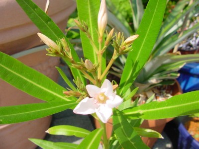 Oleander erste Blüte 0607.jpg