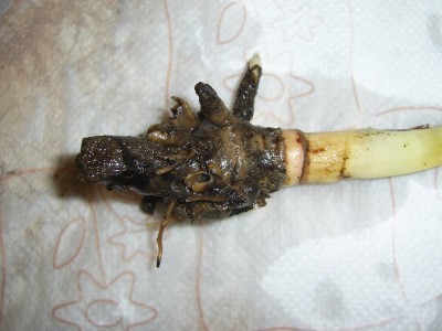 Blumen 30.09 (2)_1000x750.JPG