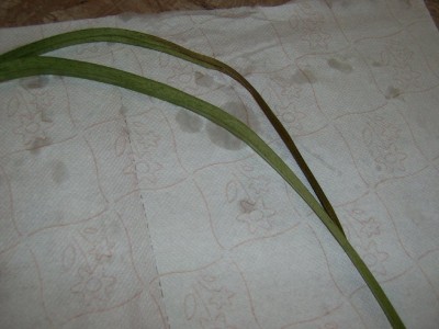 Blumen 30.09 (4)_1024x768.JPG