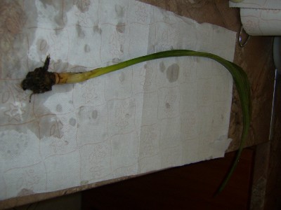 Blumen 30.09_1000x750.JPG