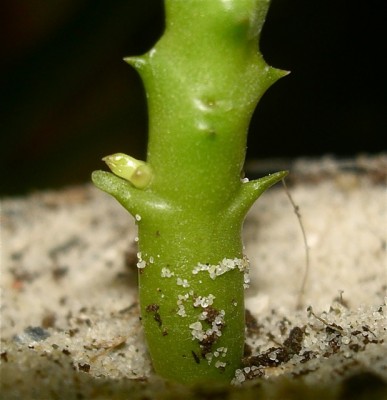kleine stapelia 1.jpg