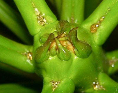 Plumeria 30.jpg