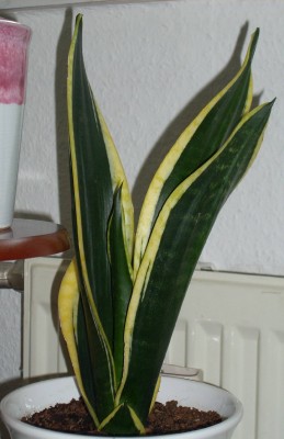 Sansevieria trifasciata 'Laurentii'.jpg