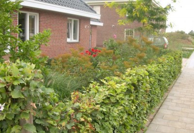 Hecken für den Hausgarten · Garten & Pflanzen News · GREEN24 Pflanzen
