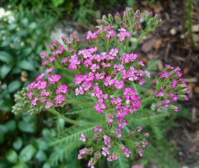 Schafgarbe `cerise queen´.JPG