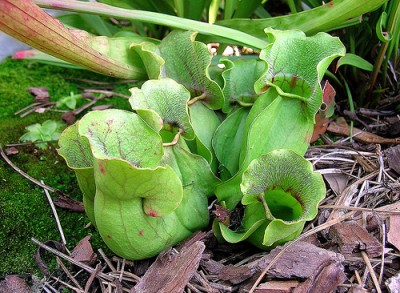 S. purpurea.jpg