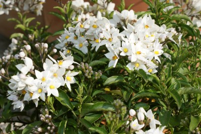Blumen-27_bearbeitet-1.jpg