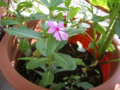 Blumen 30.09 (12)_1024x768.JPG