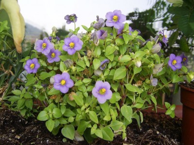 Blumen 30.09 (7)_1024x768.JPG