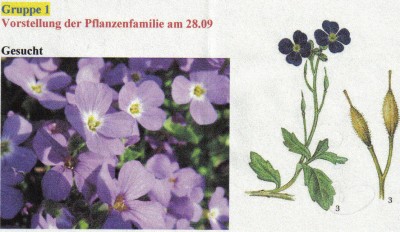 Pflanzen.jpg