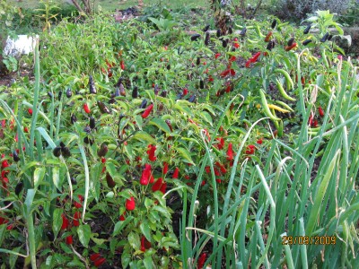 NW3 2009_2940.jpg