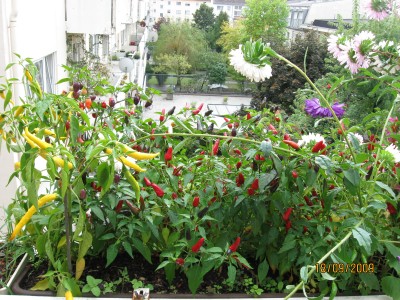 Green2009_2847.jpg