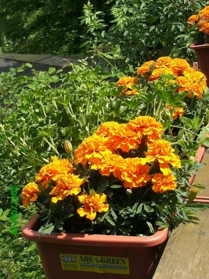 13.06.2007 018.jpg