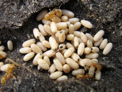 IMG_3001Ameisen.jpg