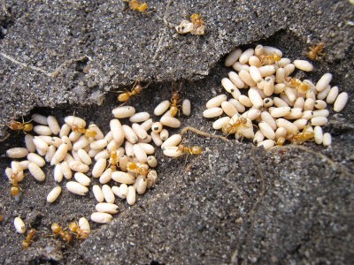 IMG_3000 Ameisen.jpg