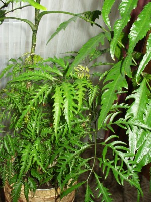 Neem 2.jpg