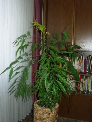 Neem 1.jpg