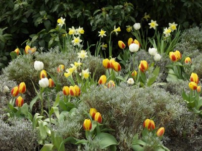 1880-zwiebelblumen.jpg