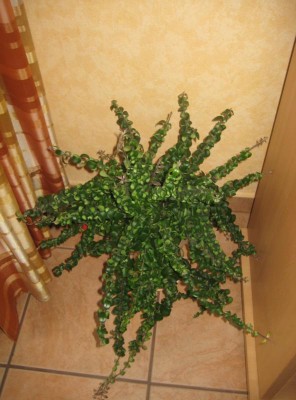 Aeschynanthus Scoubidou.jpg