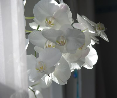 Phalaenopsis4klein.JPG