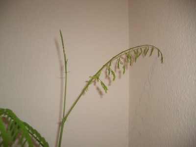 IMGP6588.JPG