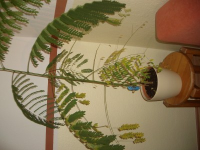 IMGP6586.JPG