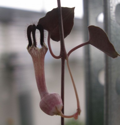 Ceropegia2.jpg