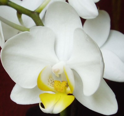 Orchidee 1.JPG