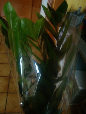 zamioculcas zamiifolia.JPG