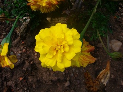 Tagetes - gelb.JPG