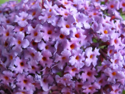 IMG_0747.JPG