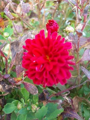 Pompondahlie - rot.JPG