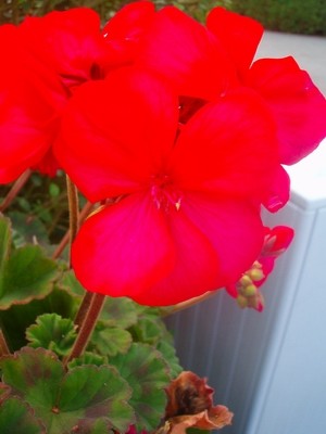 Pelargonie - rot.JPG