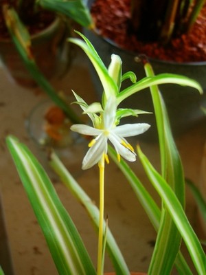 Grünlilie - panaschiert.JPG